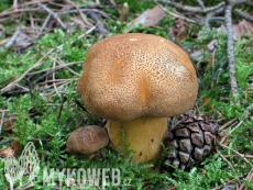 Suillus variegatus