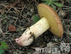 Suillus collinitus