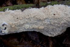 Vesiculomyces citrinus