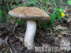 Leccinum scabrum