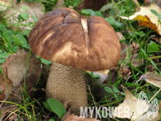 Leccinum scabrum