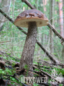Leccinum scabrum