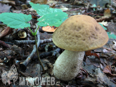 Leccinum pseudoscabrum