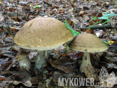 Leccinum pseudoscabrum
