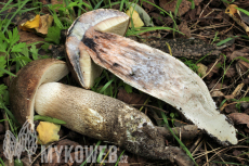 Leccinum duriusculum
