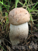 Leccinum duriusculum