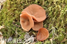 Discina ancilis