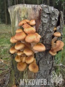 Armillaria ostoyae