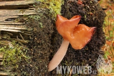 Gyromitra infula