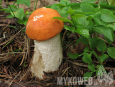 Leccinum albostipitatum