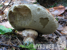 Leccinum albostipitatum