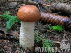 Leccinum albostipitatum