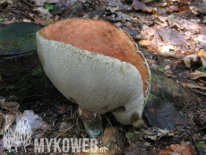 Leccinum albostipitatum