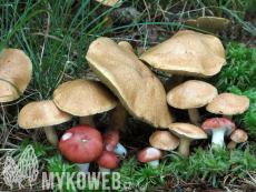 Gomphidius roseus