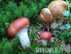 Gomphidius roseus