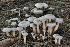 Lepista ovispora