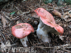 Gomphidius roseus
