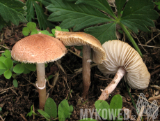 Lepiota subincarnata