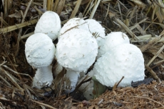 Leucocoprinus cretaceus