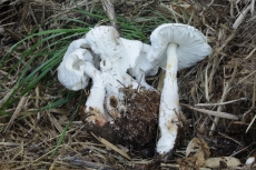 Leucocoprinus cretaceus