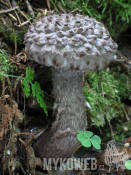 Strobilomyces strobilaceus