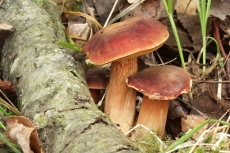 Xerocomus silwoodensis