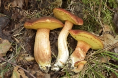 Xerocomus silwoodensis