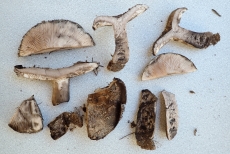 Russula anthracina