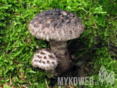 Strobilomyces strobilaceus