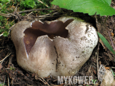 Sarcosphaera coronaria