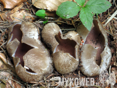 Sarcosphaera coronaria