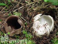 Sarcosphaera coronaria