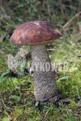 Leccinum scabrum