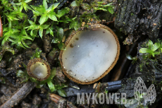 Trichophaea hemisphaerioides