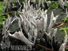 Xylaria hypoxylon