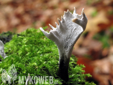 Xylaria hypoxylon