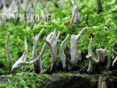 Xylaria hypoxylon