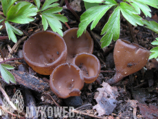 Dumontinia tuberosa