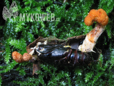 Cordyceps militaris