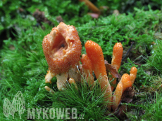 Cordyceps militaris
