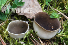 Helvella leucomelaena