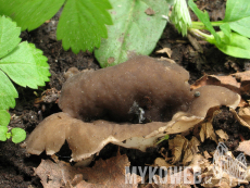 Helvella leucomelaena