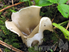 Helvella leucomelaena