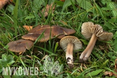 Hygrocybe nitrata