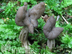 Helvella lacunosa