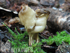 Helvella crispa