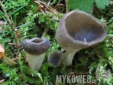 Helvella confusa