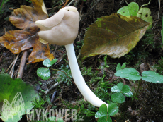 Helvella elastica