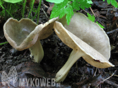 Helvella queletii