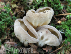 Helvella costifera